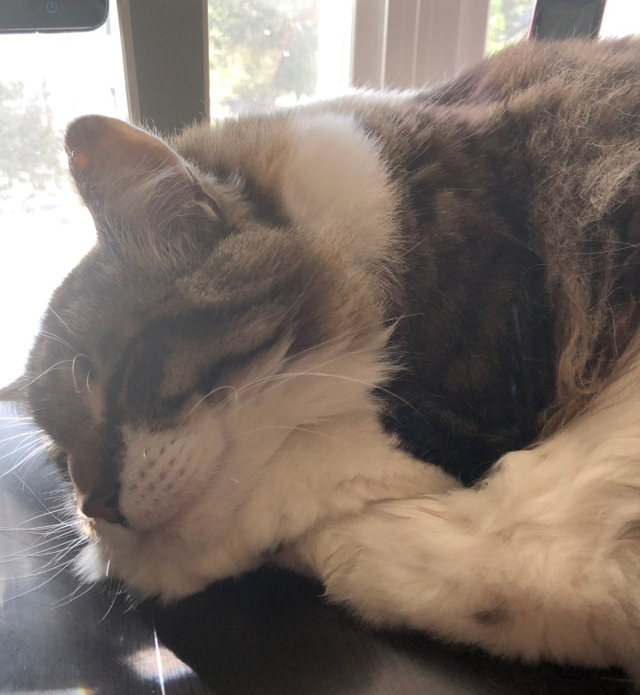 An Ode to the Fuzzbutt of&nbsp;Doom